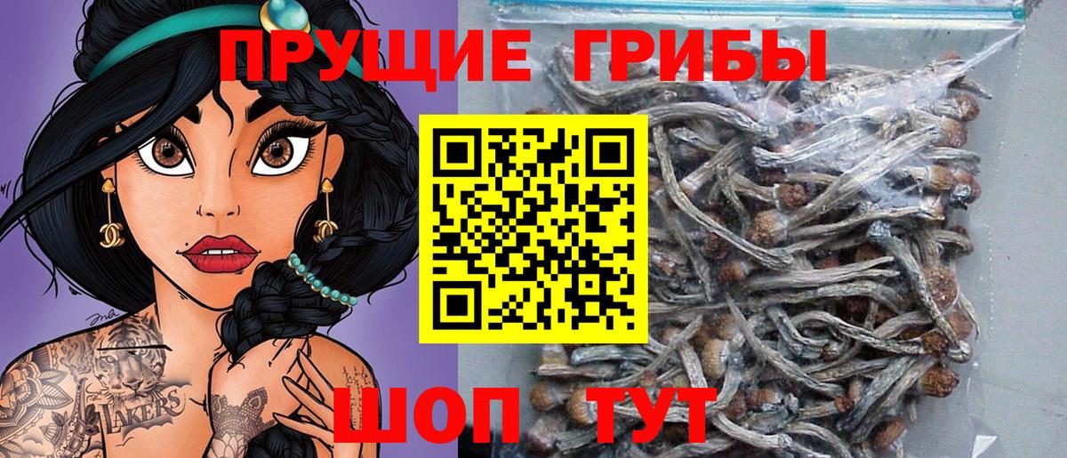 Галлюциногенные грибы Magic Shrooms  Вход с VPN  Ачхой-Мартан  где купить наркоту  Псилоцибиновые грибы GOLDEN TEACHER 